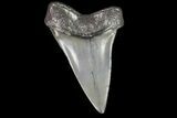 Fossil Mako Shark Tooth - Georgia #75007-1